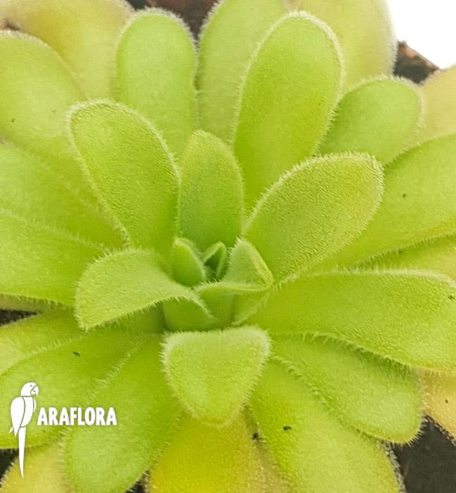 Pinguicula gypsicola x agnata 5
