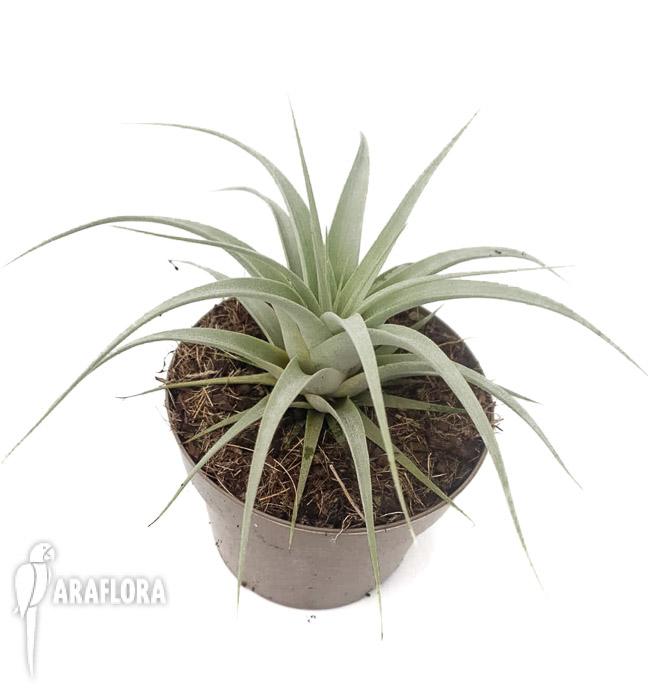Tillandsia xerographica starter-2