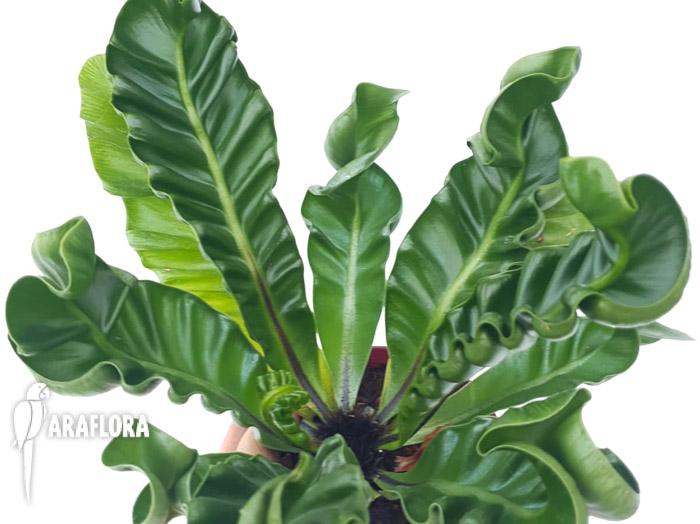 Asplenium nidus &lsquo;Cobra&rsquo;