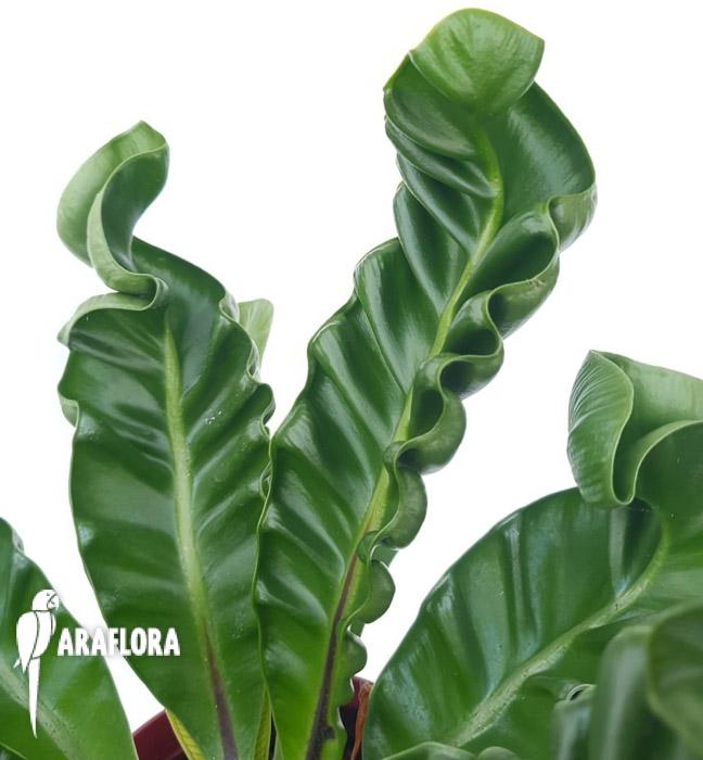 Asplenium nidus &lsquo;Cobra&rsquo;5
