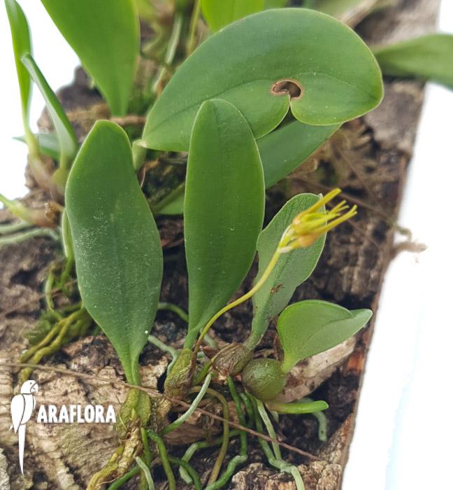 Bulbophyllum taiwanense &lsquo;L&rsquo;-21