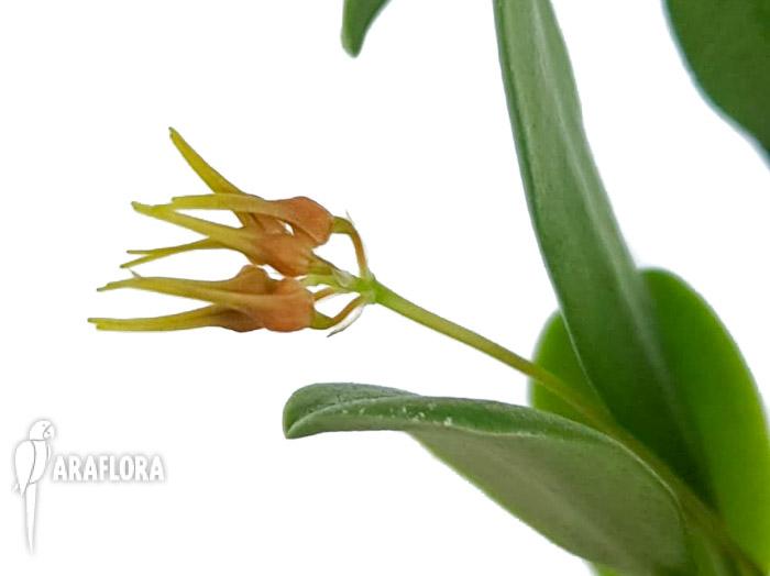 Bulbophyllum taiwanense &lsquo;Starter&rsquo;