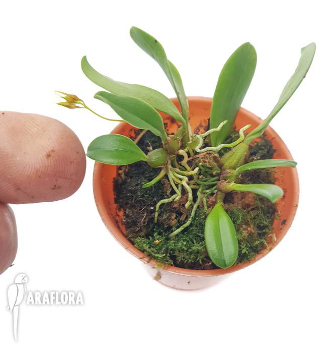 Bulbophyllum taiwanense &lsquo;Starter&rsquo;2
