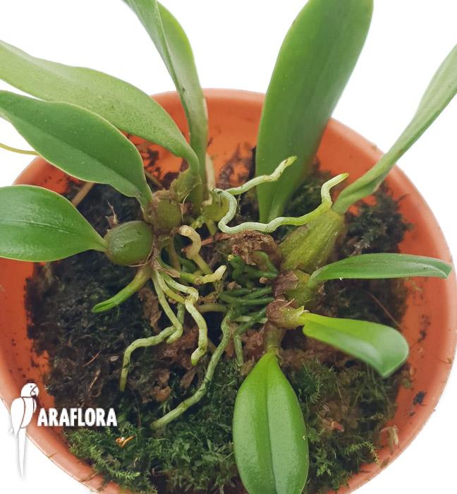 Bulbophyllum taiwanense &lsquo;Starter&rsquo;4