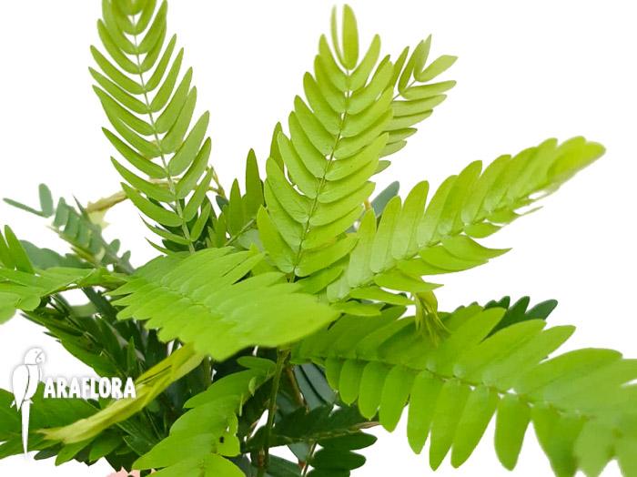 Cojoba arborea &lsquo;Tamarin&rsquo;1