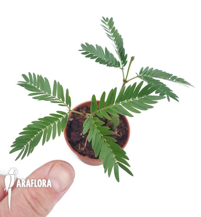 Cojoba arborea &lsquo;Tamarin&rsquo;2