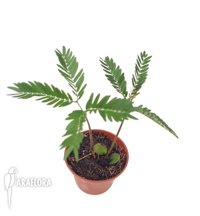 Cojoba arborea &lsquo;Tamarin&rsquo;5