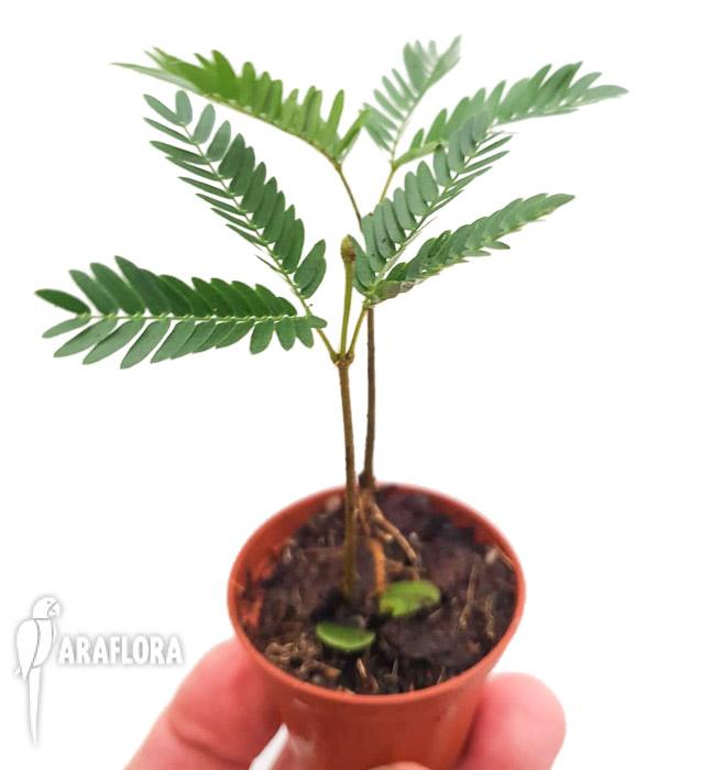 Cojoba arborea &lsquo;Tamarin&rsquo;6