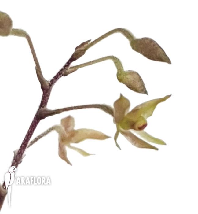 Encyclia gramatoglossa4