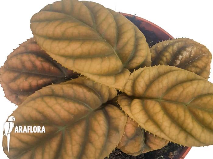 Labisia sp &lsquo;Vietnam&rsquo;