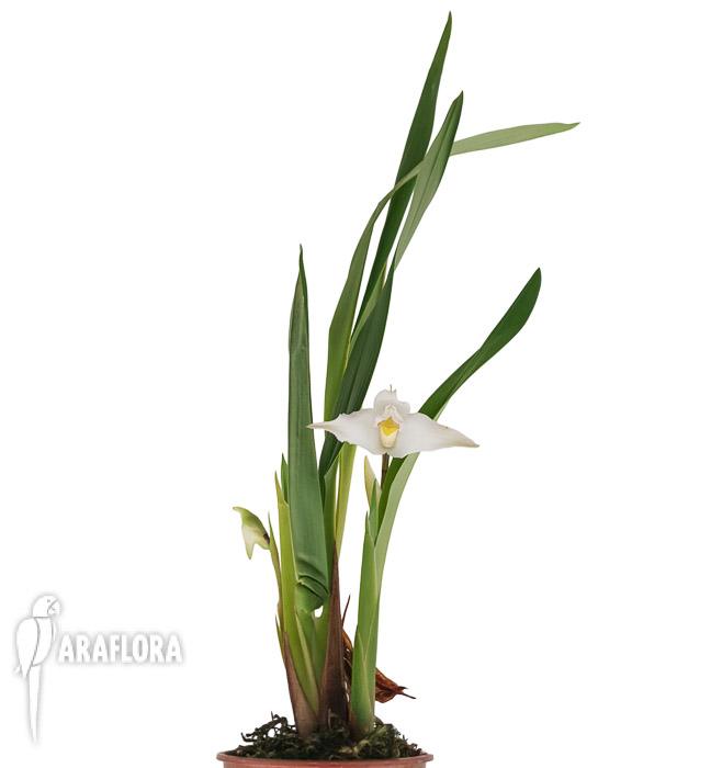 Maxillaria eburnea