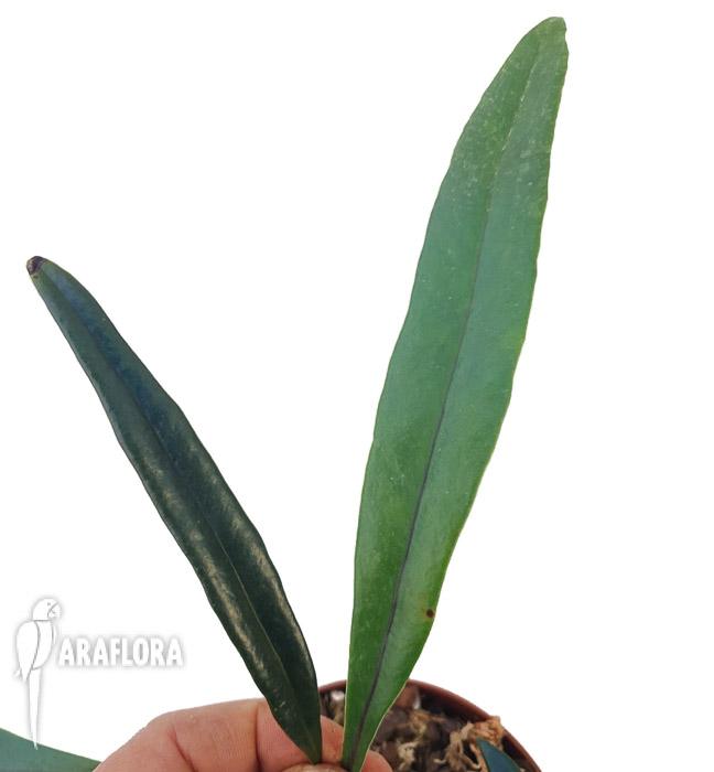 Microsorum thailandicum &lsquo;Giant&rsquo;5