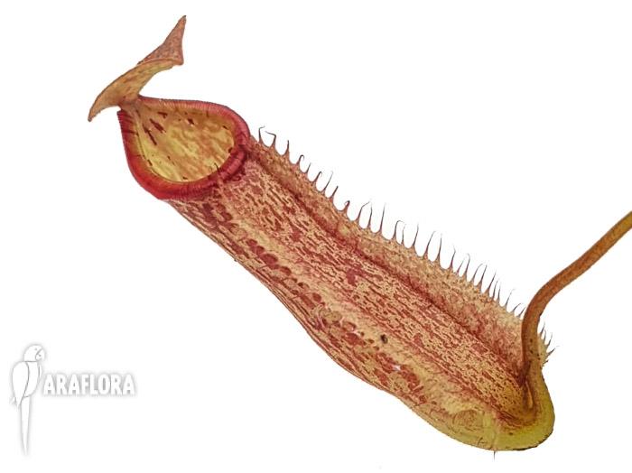 Nepenthes x Miranda M