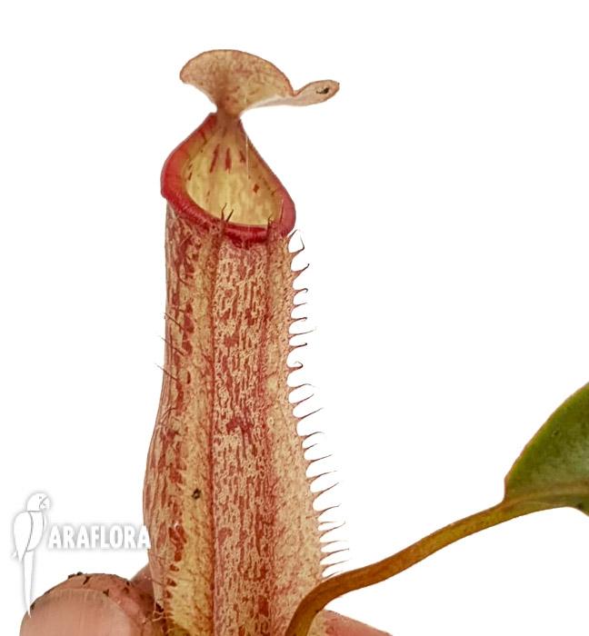Nepenthes x Miranda M3