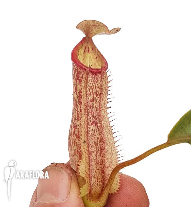 Nepenthes x Miranda M4