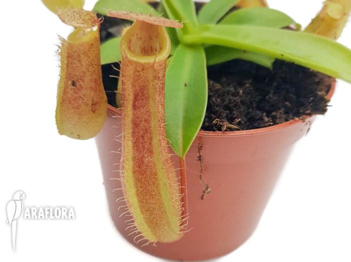 Nepenthes x linda medium