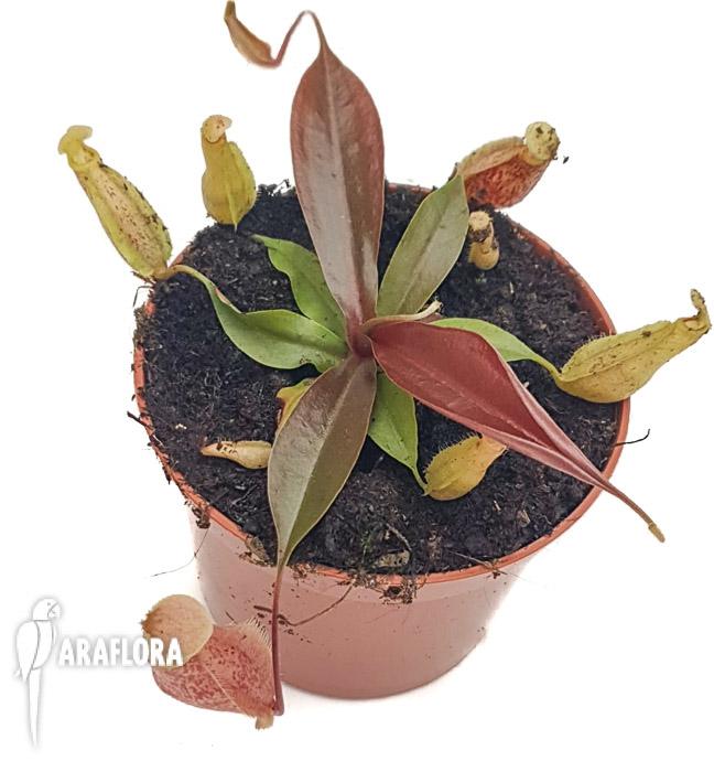 Nepenthes x suki M2