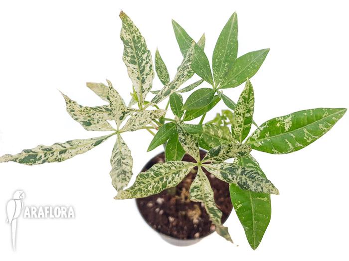 Pachira glabra &lsquo;Milky Way&rsquo;