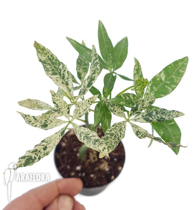 Pachira glabra &lsquo;Milky Way&rsquo;2