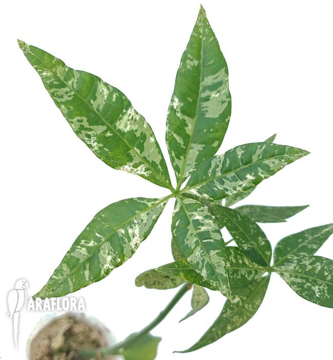 Pachira glabra &lsquo;Milky Way&rsquo;5