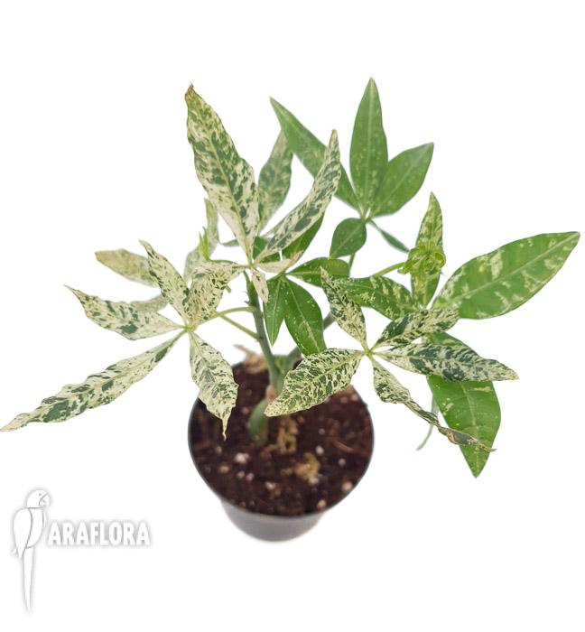 Pachira glabra &lsquo;Milky Way&rsquo;6