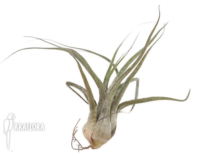 Tillandsia ehlersiana 1