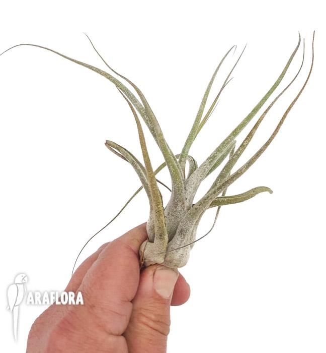 Tillandsia ehlersiana 2