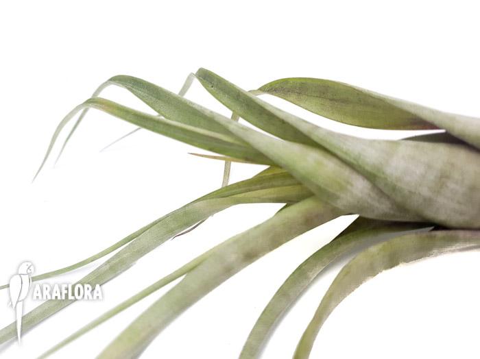 Tillandsia flexuosa ex. Suriname &lsquo;L&rsquo;