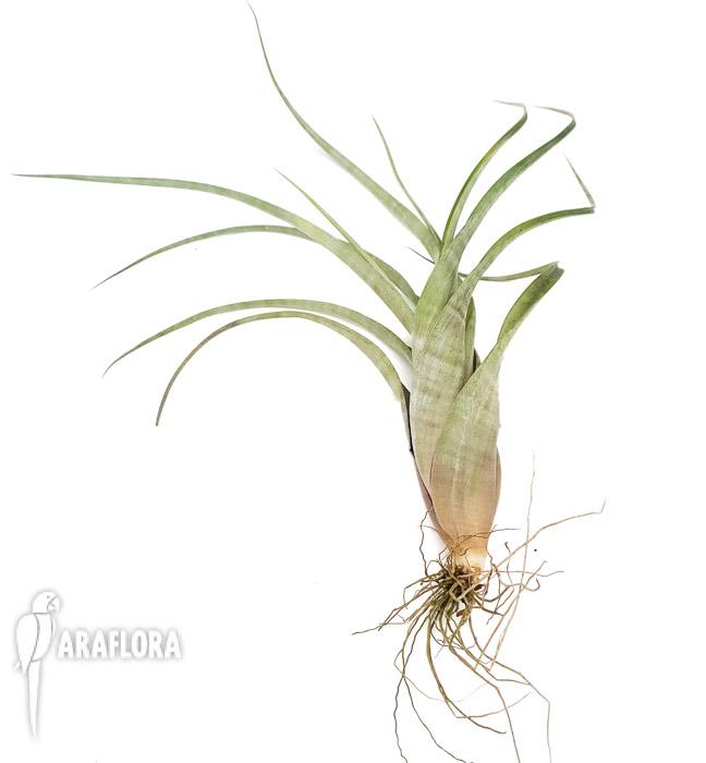 Tillandsia flexuosa ex. Suriname &lsquo;L&rsquo;3