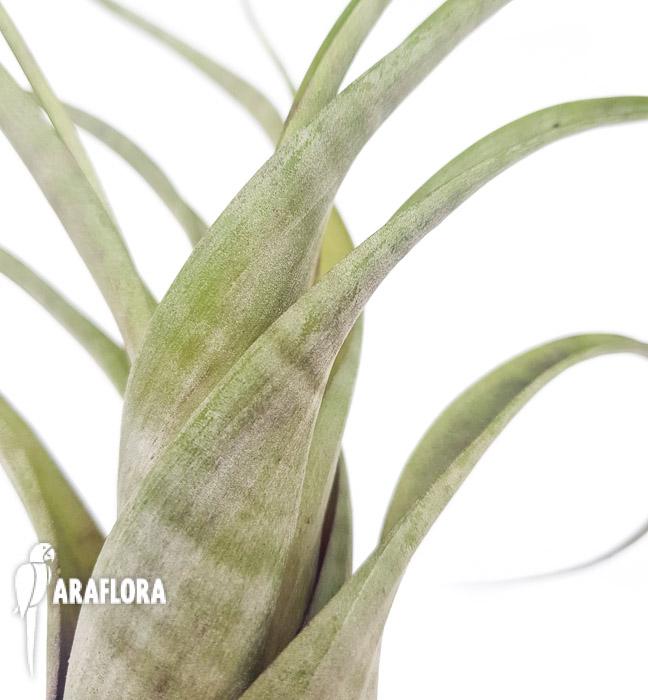 Tillandsia flexuosa ex. Suriname &lsquo;L&rsquo;6