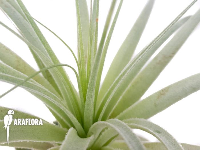 Tillandsia gardenerii &lsquo;XL&rsquo;