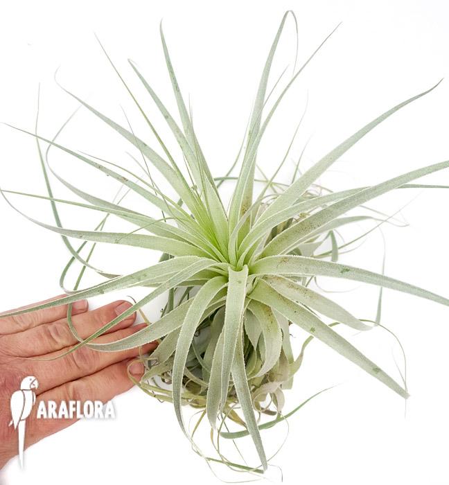 Tillandsia gardenerii &lsquo;XL&rsquo;2