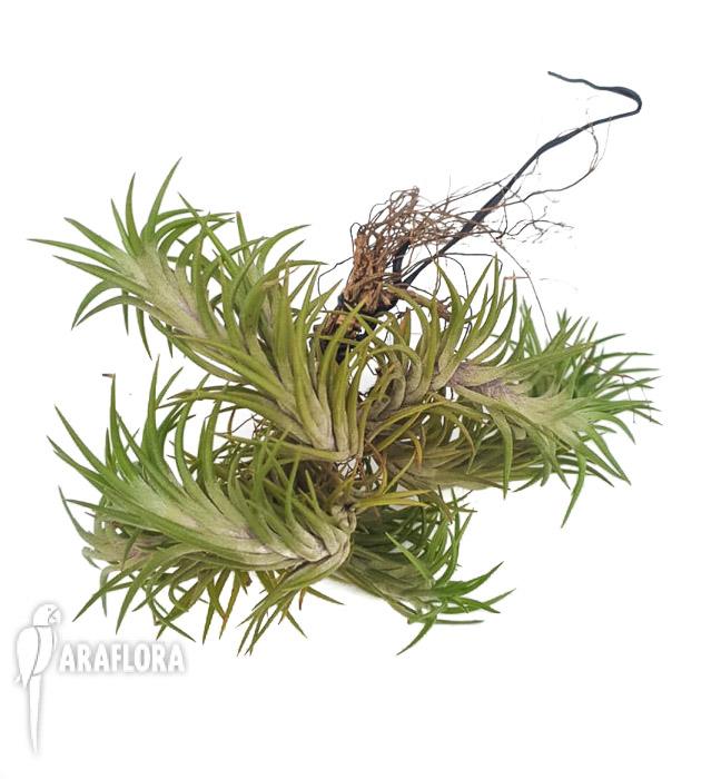 Tillandsia tenuifolia var araujei5