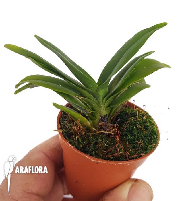 Aeranthes grandiflora2