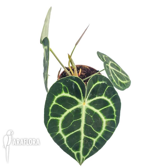 Anthurium clarinervium &lsquo;M&rsquo;