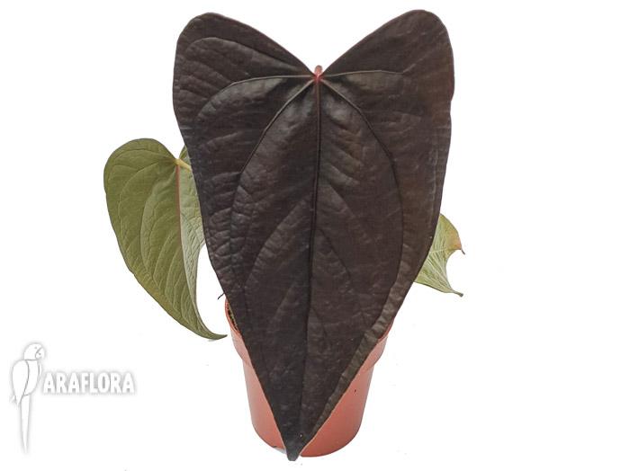 Anthurium &lsquo;new&rsquo;