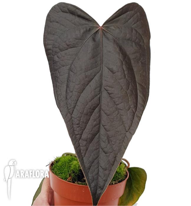Anthurium &lsquo;new&rsquo;2