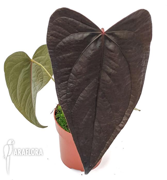 Anthurium &lsquo;new&rsquo;3