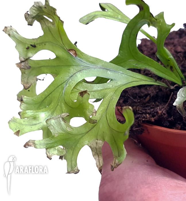 Asplenium multi import3