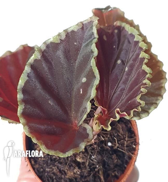 Begonia darthvaderiana3