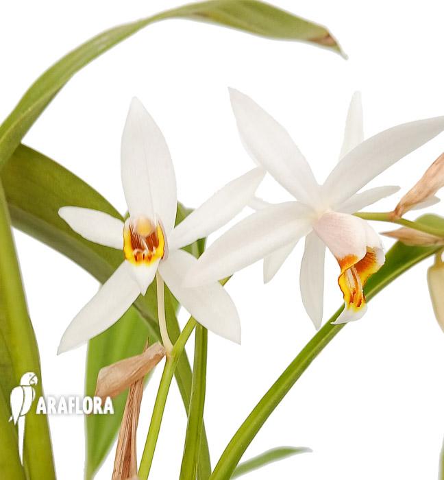 Coelogyne flaccida
