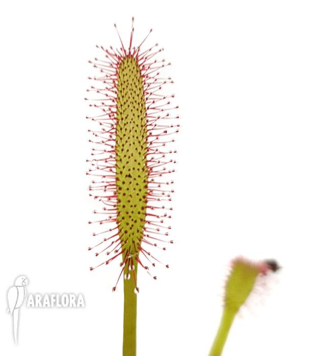 Drosera capensis Red &lsquo;Starter&rsquo;