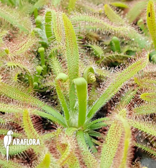 Drosera latifolia4