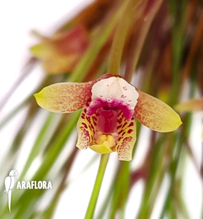 Maxillaria atrosanguinea