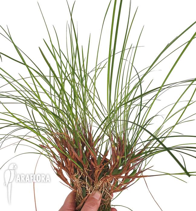 Maxillaria atrosanguinea2