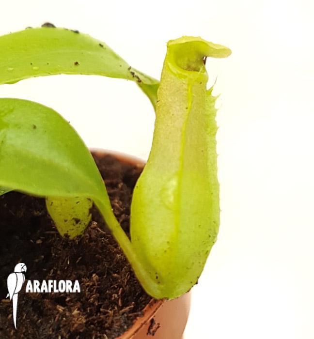Nepenthes ventricosa &lsquo;Starter&rsquo;6