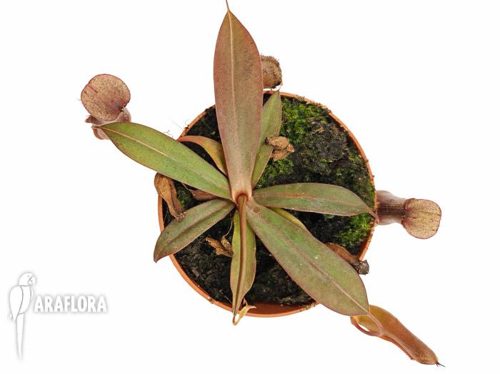 Nepenthes x &lsquo;Rebecca Soper&rsquo; &lsquo;M&rsquo;