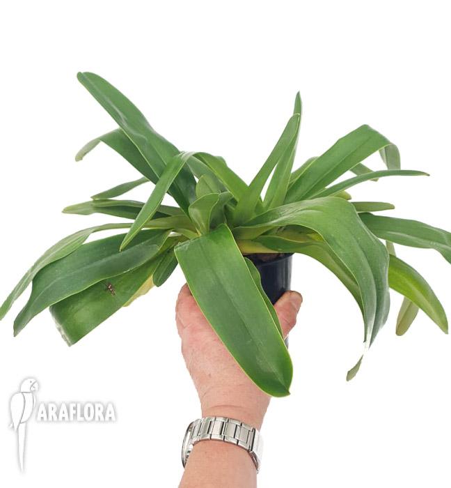 Paphiopedilum Pinocchio x rothschildianum2
