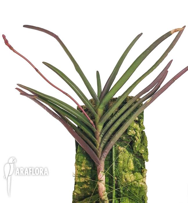 Renanthera monachica