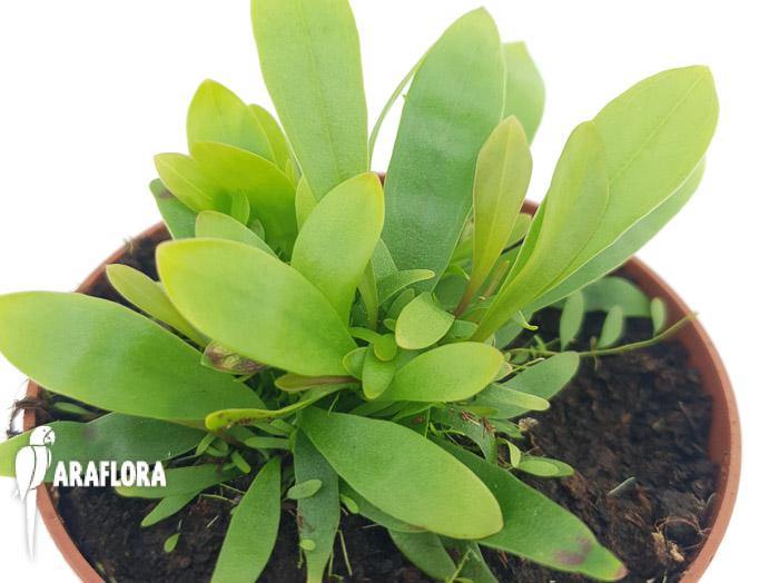 Utricularia longifolie &lsquo;Starter&rsquo;1